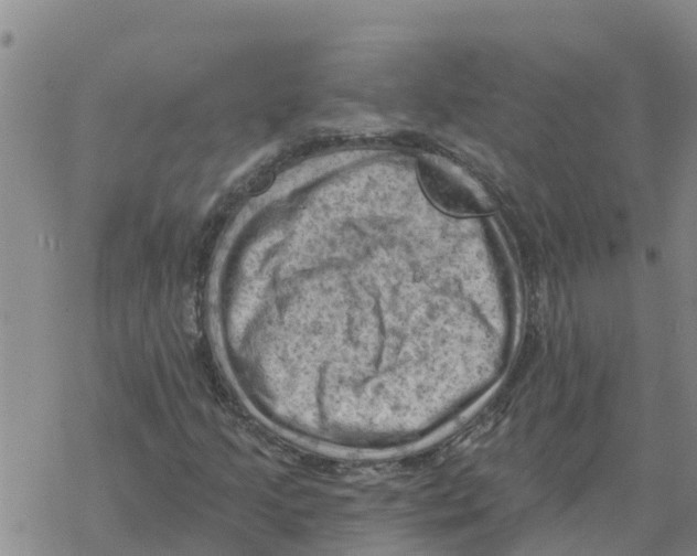 X0000068741205200605262042