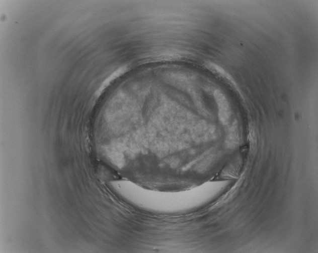 X0000068741210200605262042