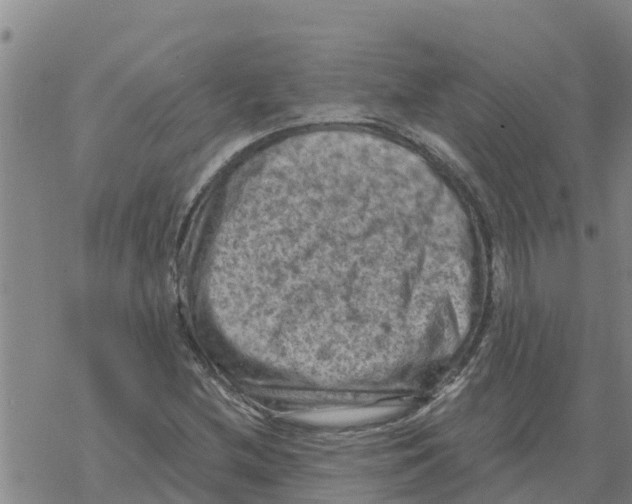 X0000068741212200605262042