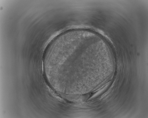 X0000068741221200605262042