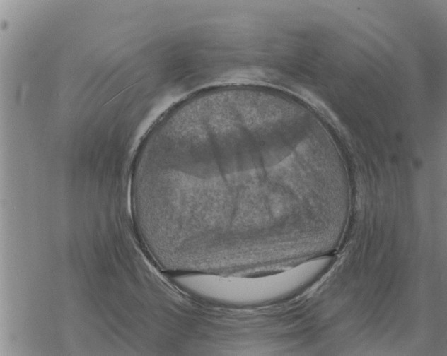 X0000068741224200605262042