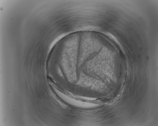 X0000068741230200605262042