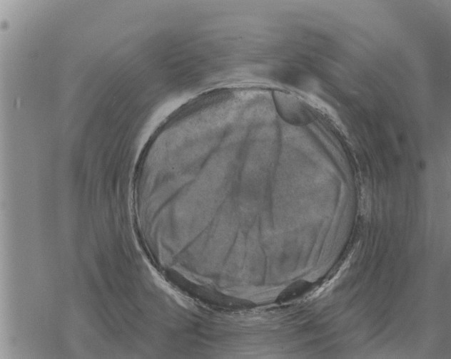 X0000068741231200605262042