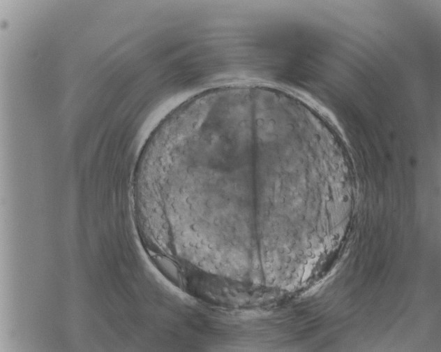 X0000068741239200605262043