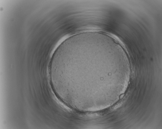 X0000068741243200605262043