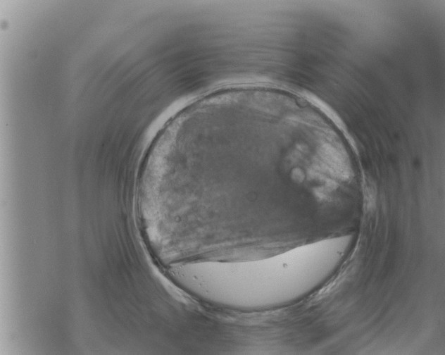 X0000068741245200605262043