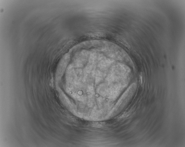 X0000068741251200605262042