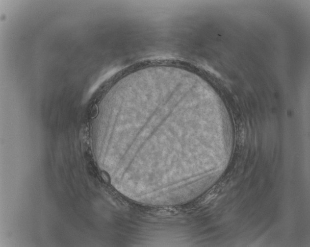 X0000068741255200605262042