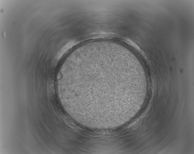 X0000068741259200605262042