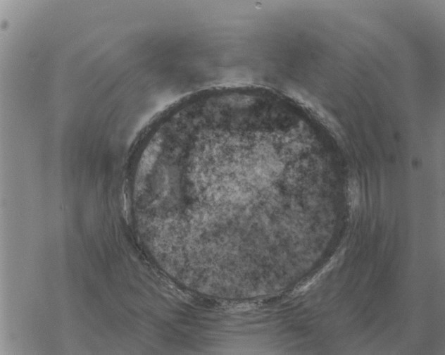 X0000068741262200605262042