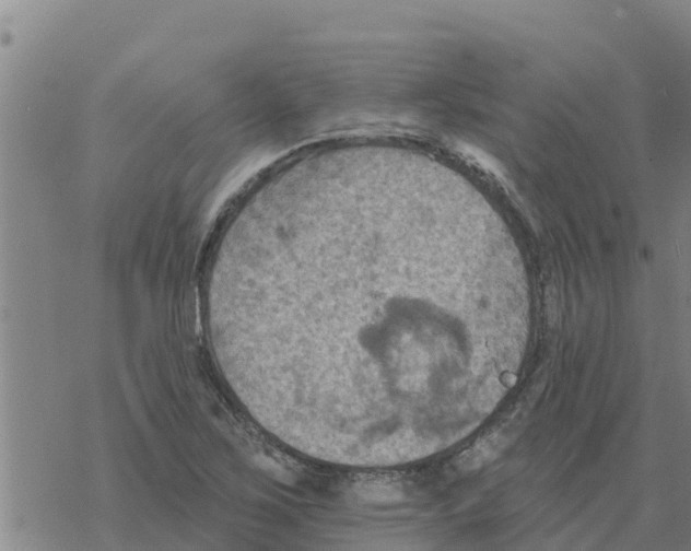 X0000068741267200605262042