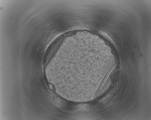 X0000068741268200605262042