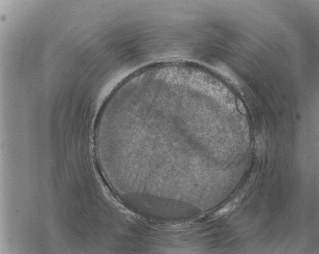 X0000068741279200605262041