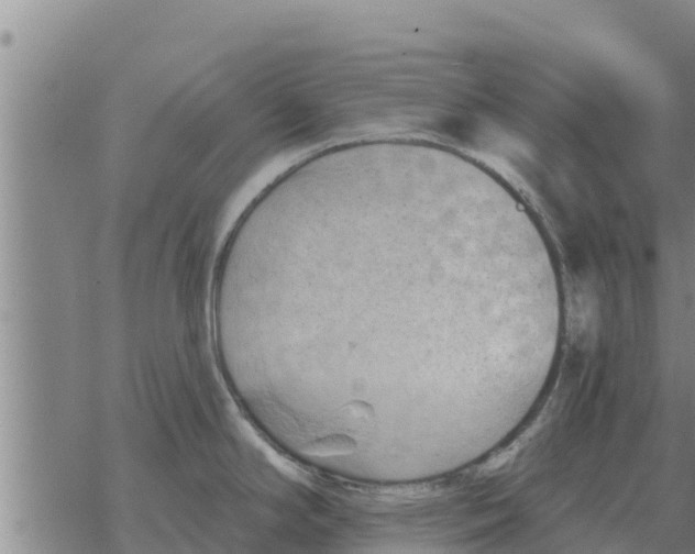 X0000068741294200605262041