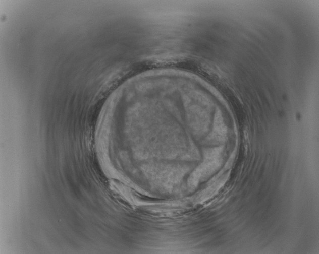 X0000068741300200605262040