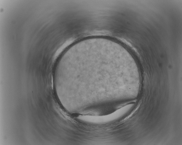 X0000068741317200605262041