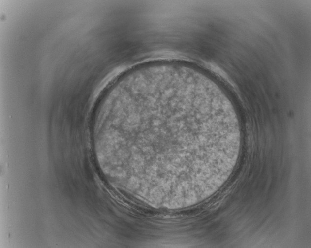 X0000068741318200605262041