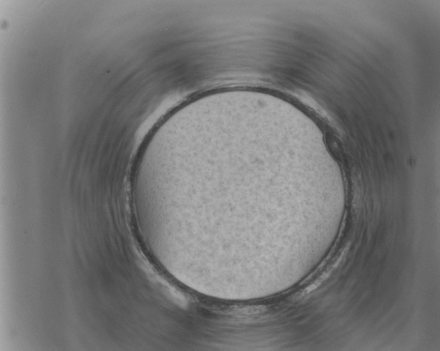 X0000068741325200605262041