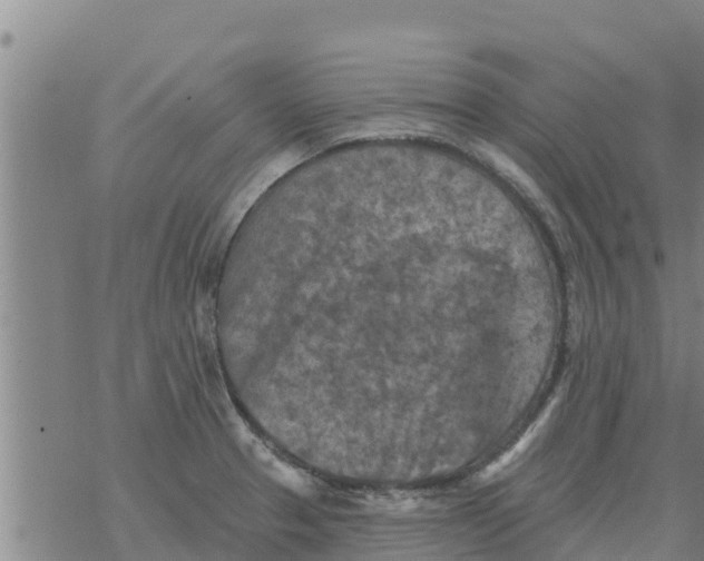 X0000068741329200605262041