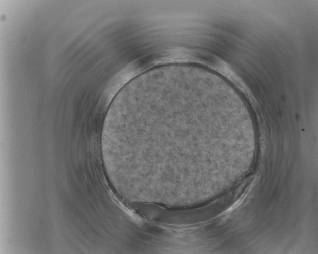 X0000068741337200605262041