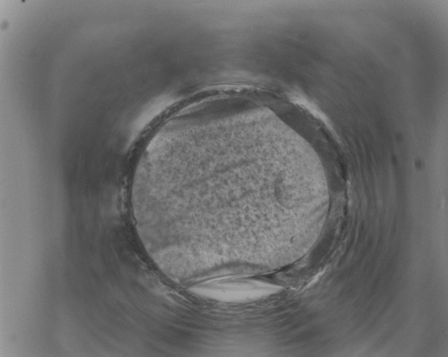 X0000068741352200605262040