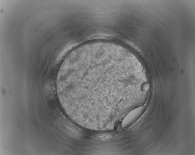 X0000068741355200605262040