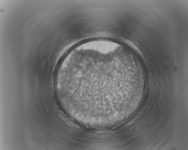 X0000068741364200605262040