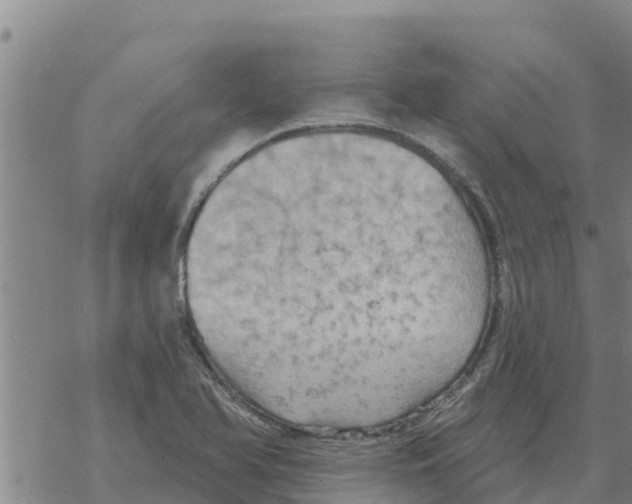 X0000068741366200605262040