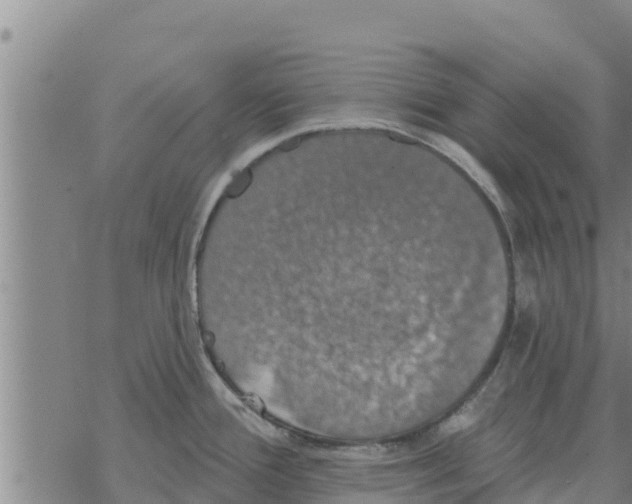 X0000068741388200605262040