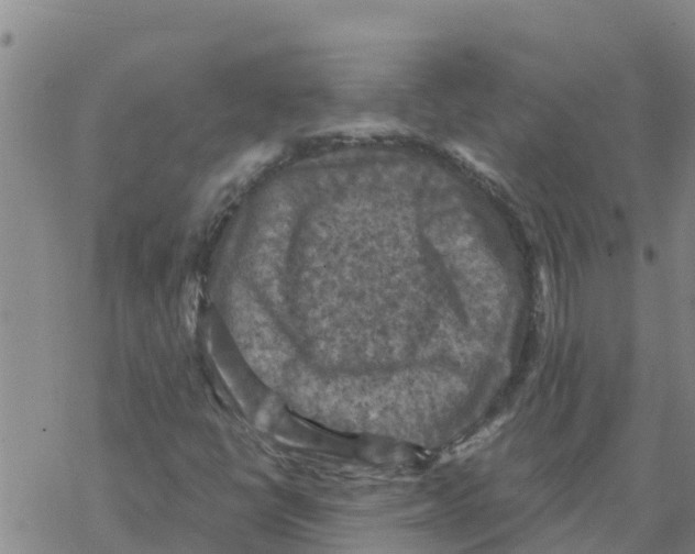 X0000068741398200605262039