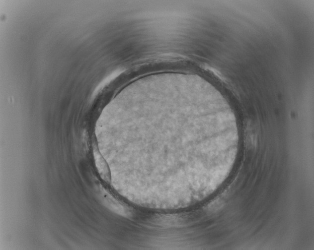 X0000068741402200605262039