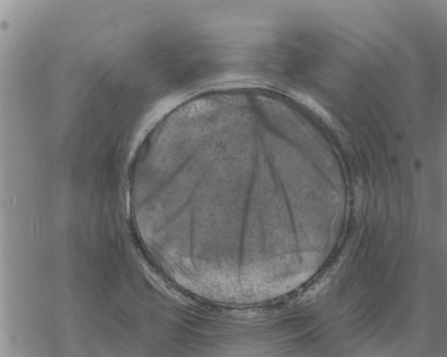 X0000068741413200605262039