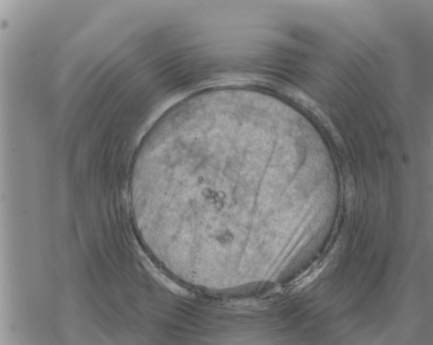 X0000068741417200605262039