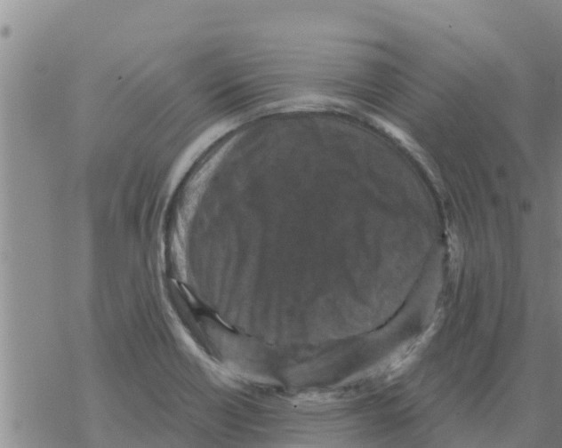 X0000068741418200605262039