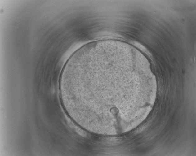 X0000068741431200605262039