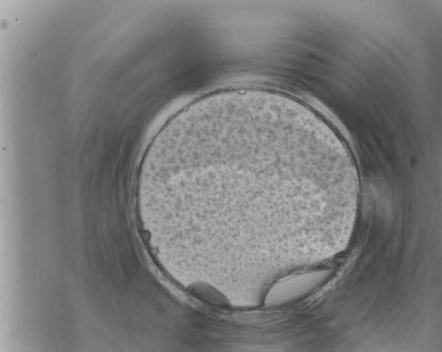 X0000068741437200605262040