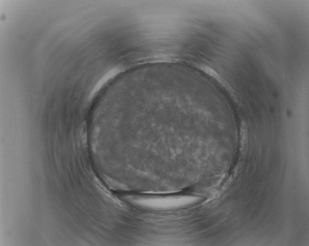 X0000068741450200605262039