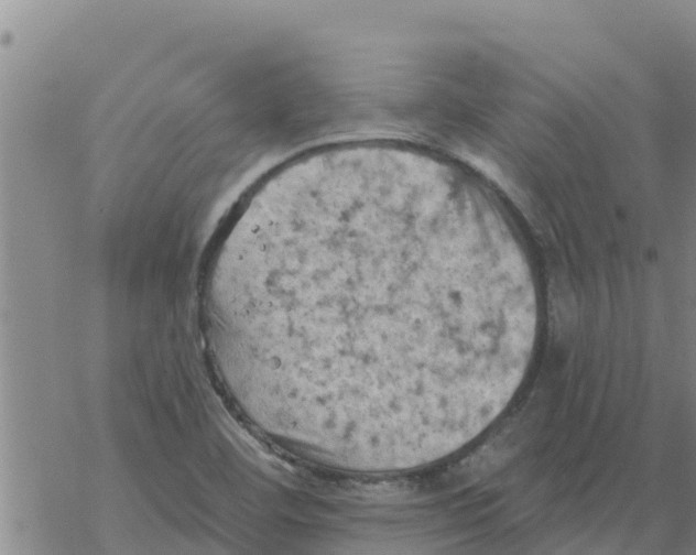 X0000068741460200605262038