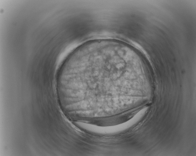 X0000068741464200605262038