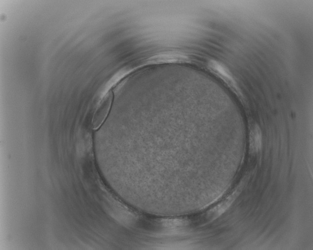 X0000068741465200605262038