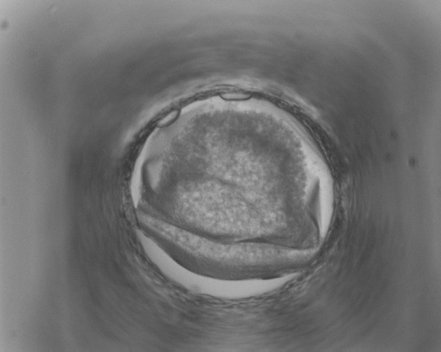 X0000068741496200605262037