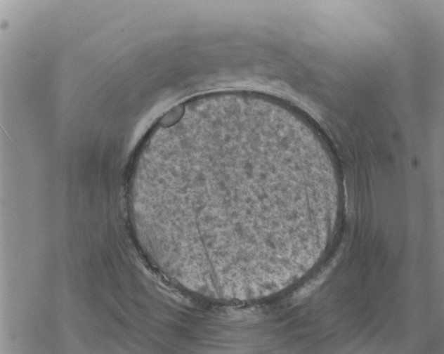 X0000068741501200605262037