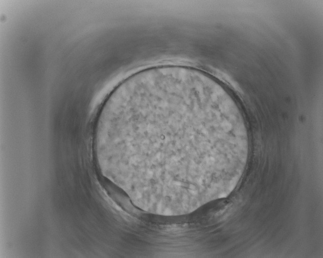 X0000068741504200605262038