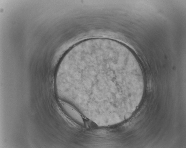 X0000068741507200605262038