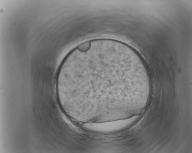 X0000068741511200605262038