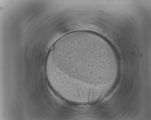 X0000068741513200605262038