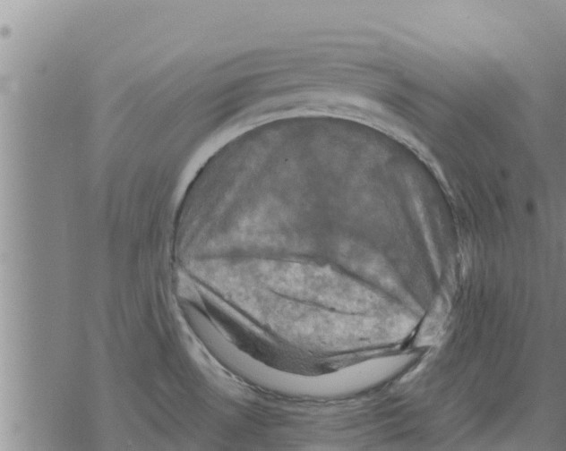 X0000068741530200605262038