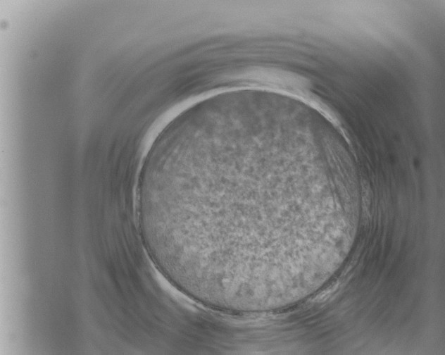 X0000068741535200605262038