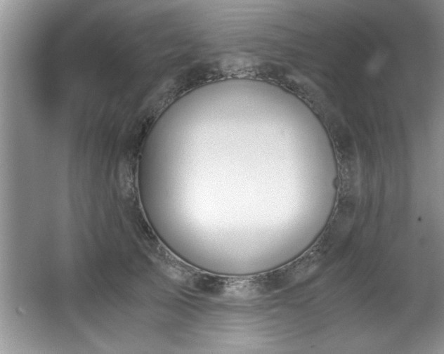 X0000068750705200604281206