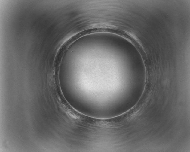X0000068750971200604281201